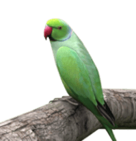 Parrot