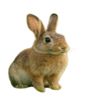Rabbit
