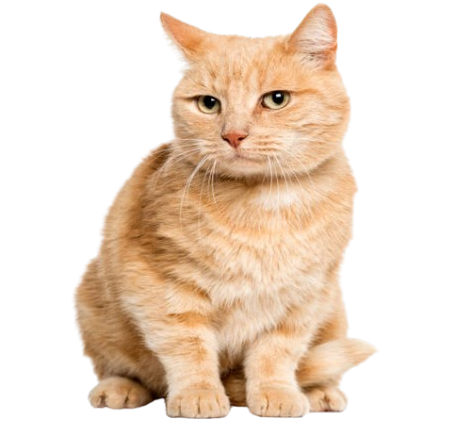 home-cat__1